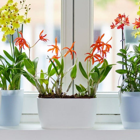 ELHO vaso per 2 orchidee