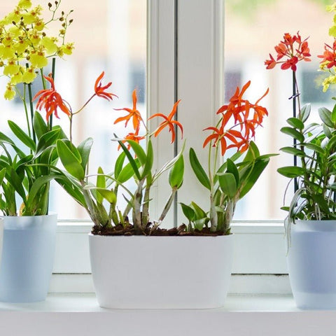 Vaso da interno Orchid White Light Crystal ø 13 cm trasparente acquista da OBI Vaso da interno Orchid White Light Crystal ø 13 cm trasparente acquista da OBI