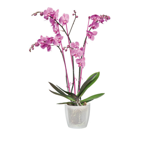 ELHO Vaso per orchidee trasparente