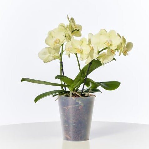 Euro3plast Vaso per orchidee Clivio satinato