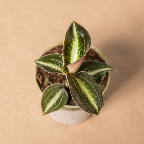 hamiplant Anoechtochilus moonstone 7cm