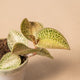 hamiplant Anoechtochilus topaz 7cm