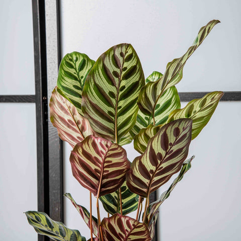 hamiplant Calathea makoyana 14cm / 35+cm