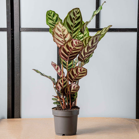 hamiplant Calathea makoyana 14cm / 35+cm