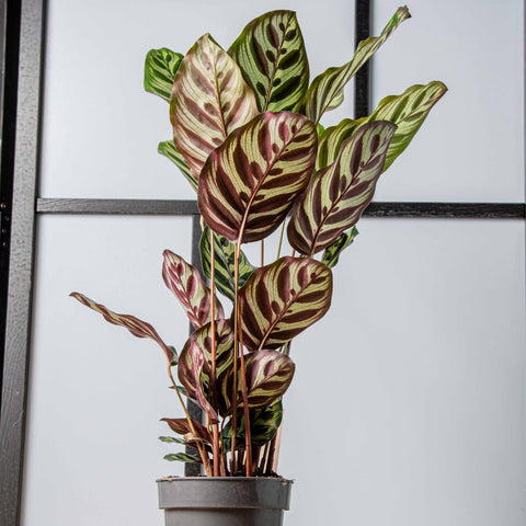 hamiplant Calathea makoyana 14cm / 35+cm