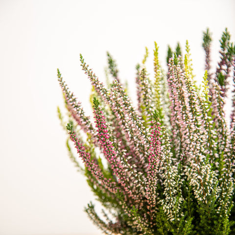 hamiplant Calluna vulgaris 12cm