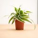 hamiplant Chlorophytum comosum 5.5cm