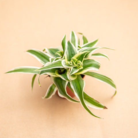 Online Chlorophytum comosum Variegatum Gift Delivery in Qatar - Ferns N Online Chlorophytum comosum Variegatum Gift Delivery in Qatar - Ferns N