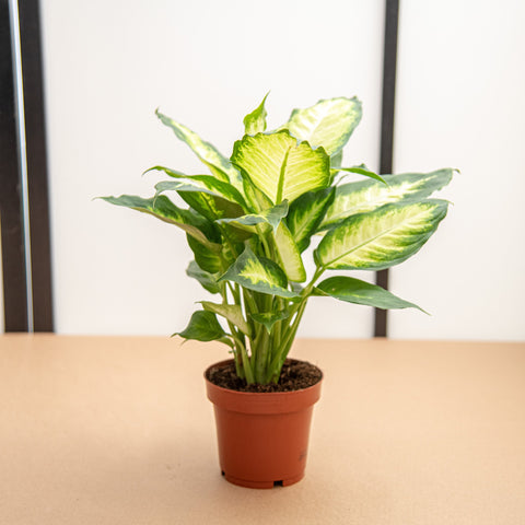 hamiplant Dieffenbachia camilla 12cm