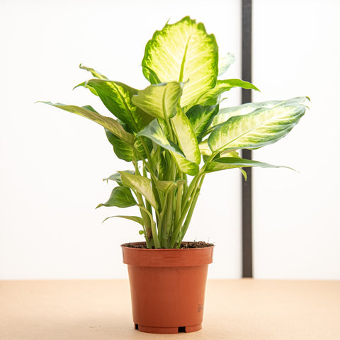 hamiplant Dieffenbachia camilla 12cm