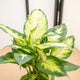 hamiplant Dieffenbachia camilla 12cm