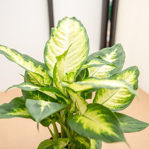 hamiplant Dieffenbachia camilla 12cm