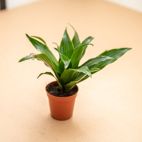 hamiplant Dracaena compacta 5.5cm