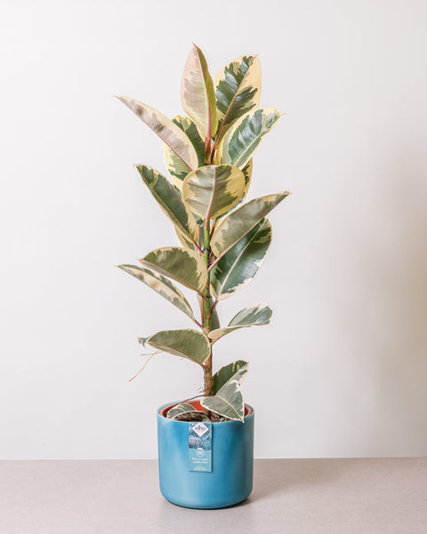 hamiplant Ficus elastica tineke 21 cm