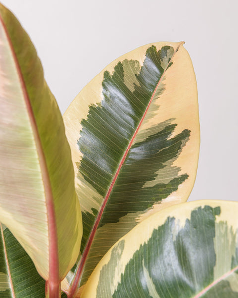 hamiplant Ficus elastica tineke 21 cm