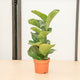 Ficus lyrata 12 cm