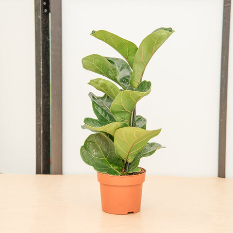 hamiplant Ficus lyrata 12 cm