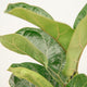 Ficus lyrata 12 cm 1