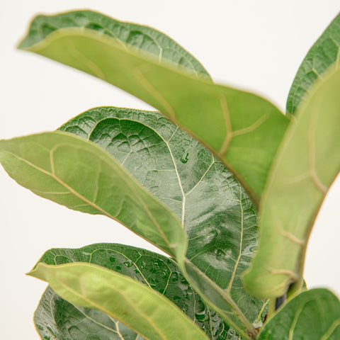 hamiplant Ficus lyrata 12 cm