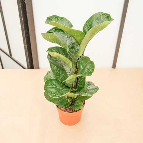 Ficus lyrata 12 cm 2