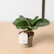 hamiplant Ficus lyrata bambino 9 cm / 15+ cm