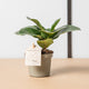 hamiplant Ficus lyrata bambino 9 cm / 15+ cm