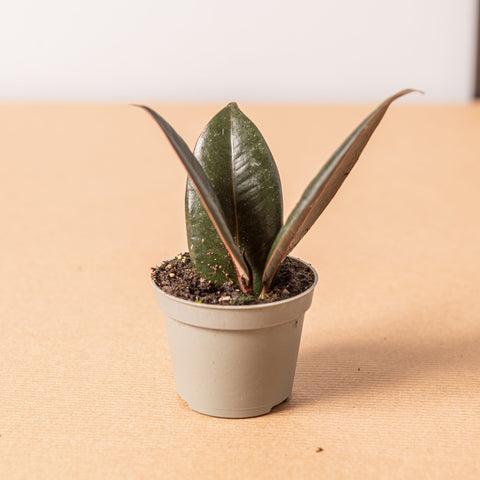 hamiplant Ficus Robusta baby