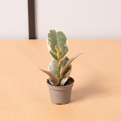 Piante da scrivania: le 5 migliori piante per il tuo ufficio - Auxgrow