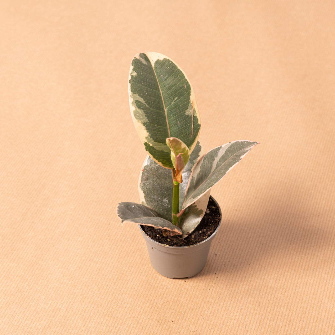 Levering_planter_mini_ficus_tineke main image 1