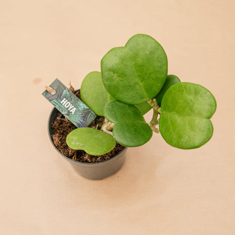 hamiplant Hoya kerrii