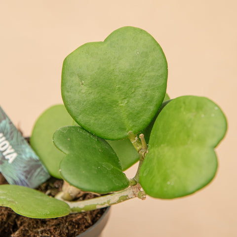 hamiplant Hoya kerrii