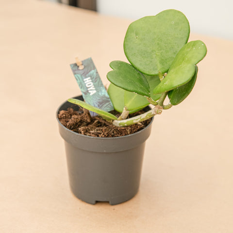 hamiplant Hoya kerrii