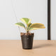 hamiplant Hoya kerrii variegata ramificata 7 cm