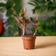hamiplant Ludisia discolor 12cm / Orchidee gioiello / 20+cm