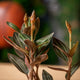 hamiplant Ludisia discolor 12cm / Orchidee gioiello / 20+cm