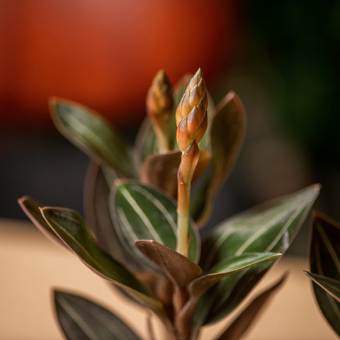 hamiplant Ludisia discolor 12cm / Orchidee gioiello / 20+cm