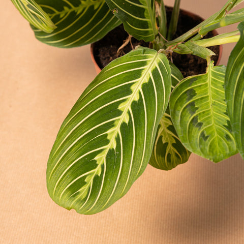 hamiplant Maranta lemon lime 12cm / Circa 30cm