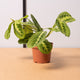 hamiplant Maranta lemon lime 12cm / Circa 30cm