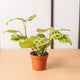 hamiplant Maranta variegata 12cm / Circa 25+ cm
