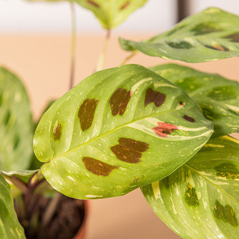 hamiplant Maranta variegata 12cm / Circa 25+ cm