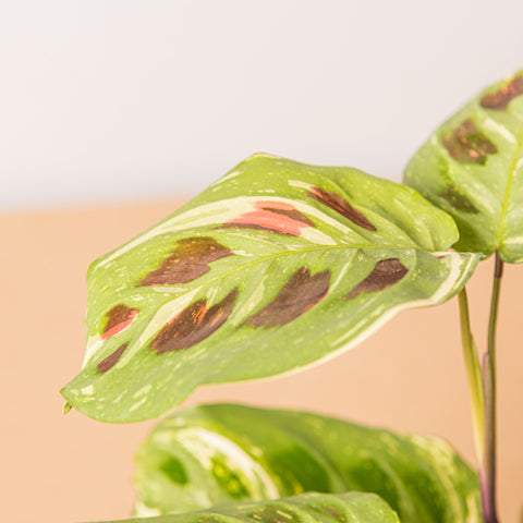 hamiplant Maranta variegata 12cm / Circa 25+ cm