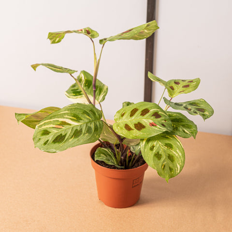 hamiplant Maranta variegata 12cm / Circa 25+ cm