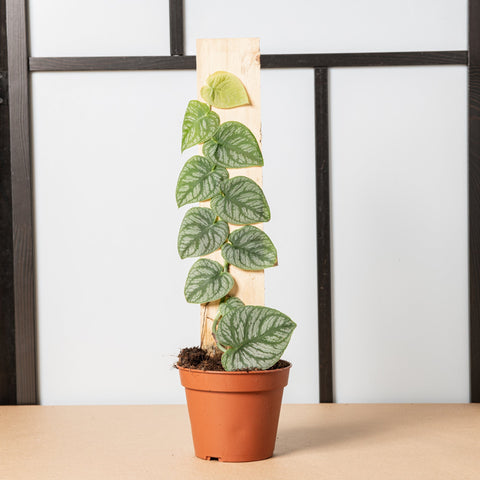 hamiplant Monstera dubia 14cm / 30cm