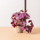 hamiplant Oxalis triangularis mijke