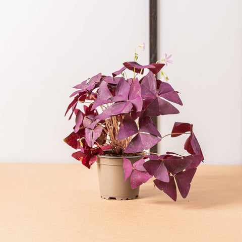 hamiplant Oxalis triangularis mijke