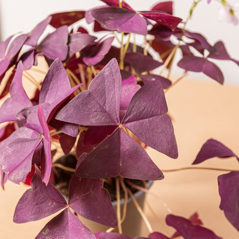 hamiplant Oxalis triangularis mijke