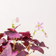 hamiplant Oxalis triangularis mijke