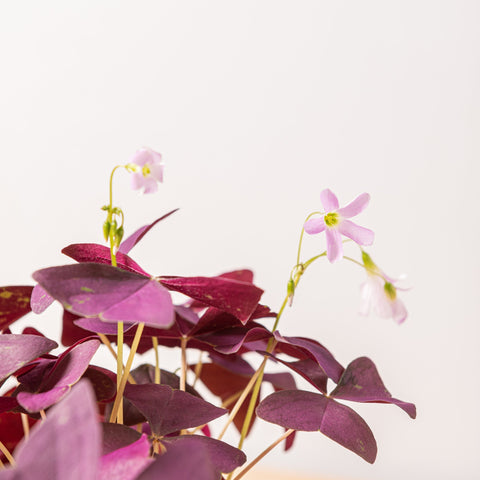 hamiplant Oxalis triangularis mijke
