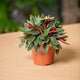 hamiplant Peperomia caperata 12cm
