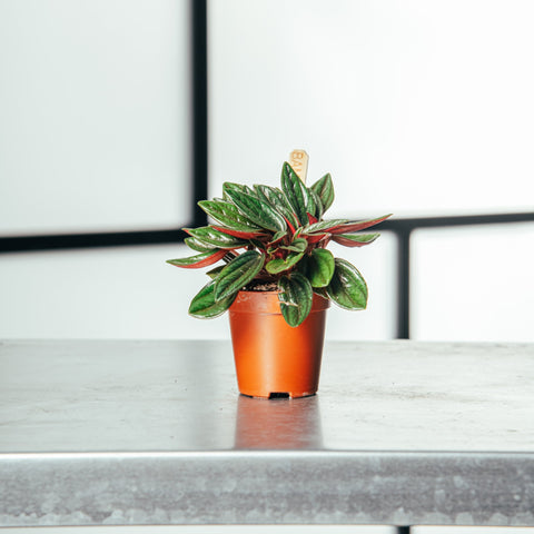 hamiplant Peperomia caperata baby 5.5cm